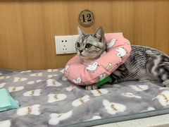 -联合动物医院(光谷诊疗中心)