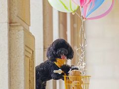 -超宠爱宠物摄影-Super pet