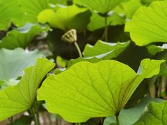-陈家山荷花公园
