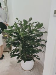 点击看大图 -天津伊美尔医疗整形美容专科医院