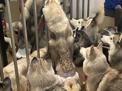 -Husky Go! 哈士奇体验馆·宠物咖啡厅狗咖