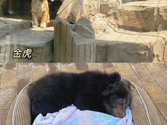 -太湖龙之梦