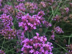 -羊亭河湿地公园