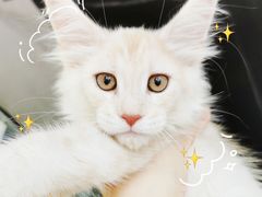 -十年猫舍·猫咪专门店(普陀店)