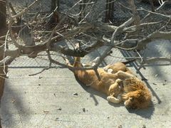 -大连森林动物园