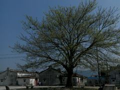 -御嘉隆蛋糕(幸福里店)