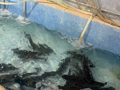 -杨林闻老三酸菜鱼(总店)