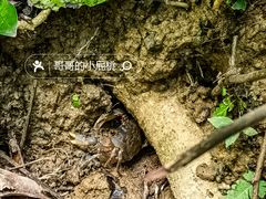 -西双版纳原始森林公园