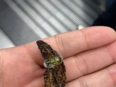 -一朵菌·野生菌探索家火锅(南亚店)