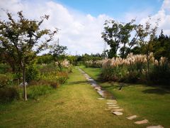 -上海长兴岛郊野公园