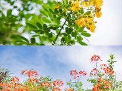 -华侨城湿地公园