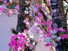 -深圳国际园林花卉博览园