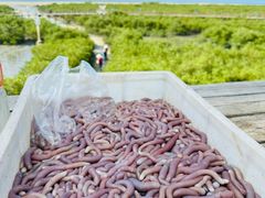 -北海金海湾红树林生态旅游区
