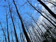 -合肥滨湖国家森林公园