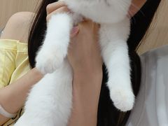 -米苏动物医院·犬猫专科·骨科外科内窥镜