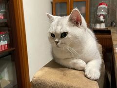 -东方名猫馆·英短金渐层布偶猫舍(环线广场1号楼店)