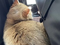 -艾贝尔宠物医院 ·内科全科(梁溪路店)