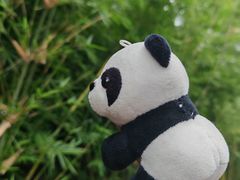 -成都大熊猫繁育研究基地