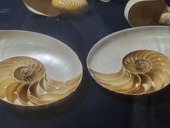 -青岛贝壳博物馆