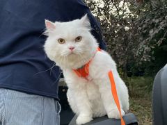 -喵百万·布偶·蓝金金渐层英短·猫舍(百子湾店)