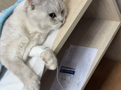 -北京观赏动物医院·24小时大型综合·猫专科·异宠专科