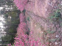 iphone_upload_pic-南国桃园旅游度假区