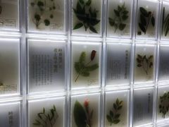 -广东中医药博物馆