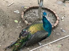 -呀路古热带植物园