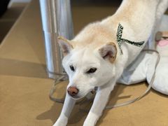 -柴务处·柴犬主题狗咖