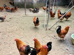 -鹿福农庄(南沙天后宫店)