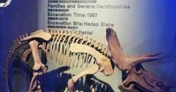 -恐龙探索乐园(磁器口店)