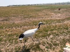 -盐城丹顶鹤湿地生态旅游区