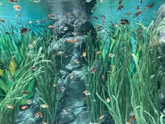 -上海海洋水族馆