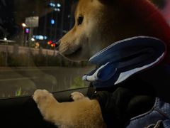 -翊宠yipet猫狗购宠庄园犬舍•猫舍