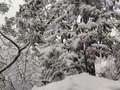 -缙云山景区