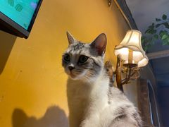 -猫猫幼稚园·撸猫·桌游·电玩