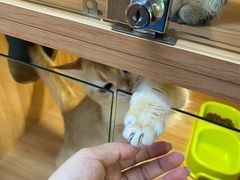 -猫十亿·布偶金渐层·曼基康矮脚猫舍(青年路店)