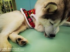 -怪兽屋·羊驼·猫咖·狗咖(俊华广场店)