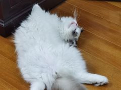 -老吴的猫·猫舍(新区店)