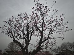 -无锡梅园公园