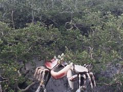 -北海金海湾红树林生态旅游区
