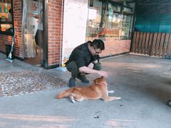-柴犬高等学院·狗咖·柴犬售卖·宠物训练