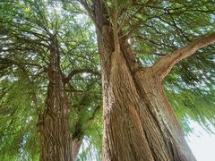 -南宁良凤江国家森林公园