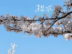 -高东镇樱花园