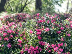 -上海滨江森林公园