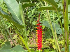 -中国科学院西双版纳热带植物园