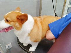 -宠福鑫康馨动物医院·骨科·眼科