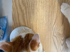 -平行世界·猫咖(首经贸店)