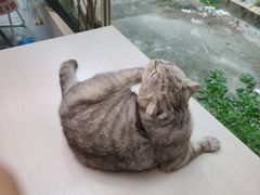 -猫咪派对(江南西店)