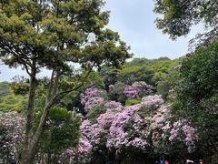 -梧桐山风景名胜区
